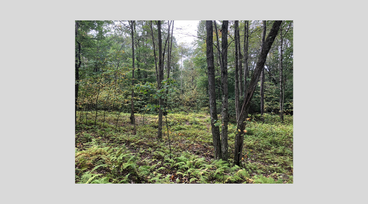 Ricketts Glen II_The Conservation Fund_2019.JPEG